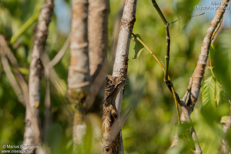 Common Potoo