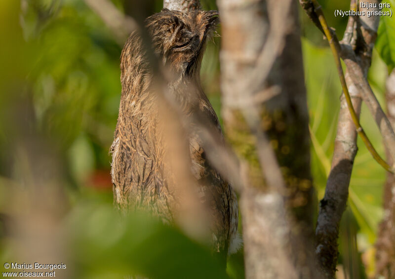 Common Potoo