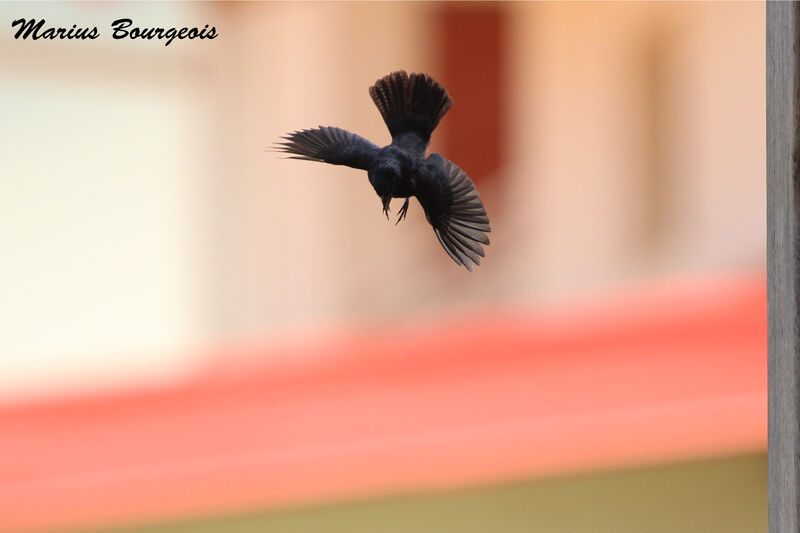 Blue-black Grassquitadult, song