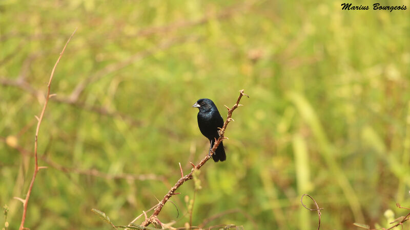 Jacarini noir