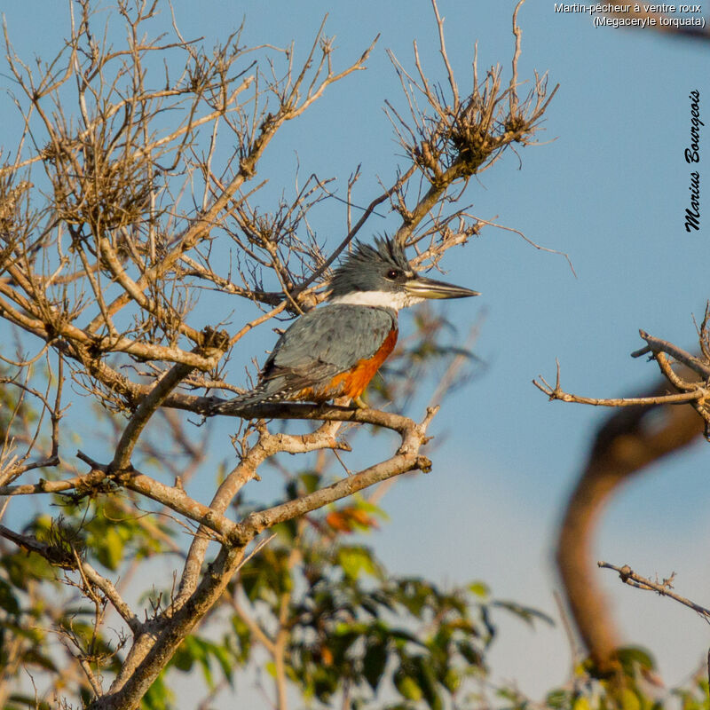 Ringed Kingfisher