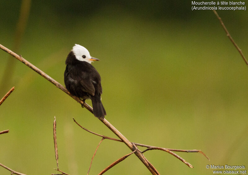 White-headed Marsh Tyrant