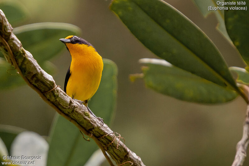 Violaceous Euphonia male adult, Reproduction-nesting