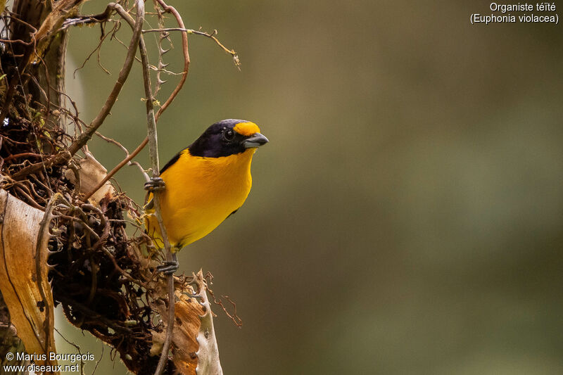 Violaceous Euphonia male adult, Reproduction-nesting