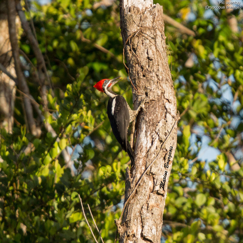 Lineated Woodpecker male adult