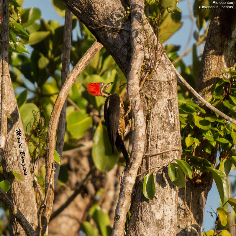 Lineated Woodpecker female adult