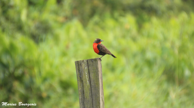 Red-breasted Meadowlark