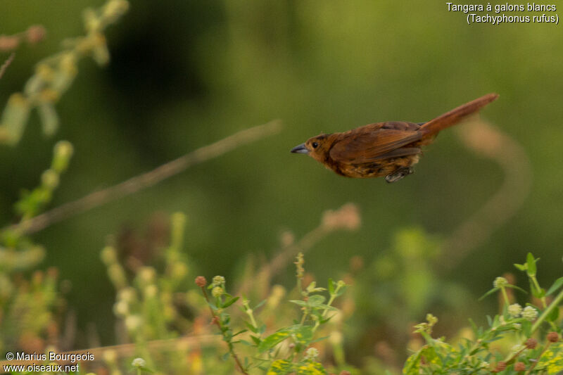 White-lined Tanager