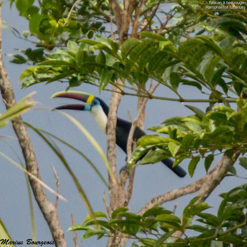 Toucan à bec rougeadulte