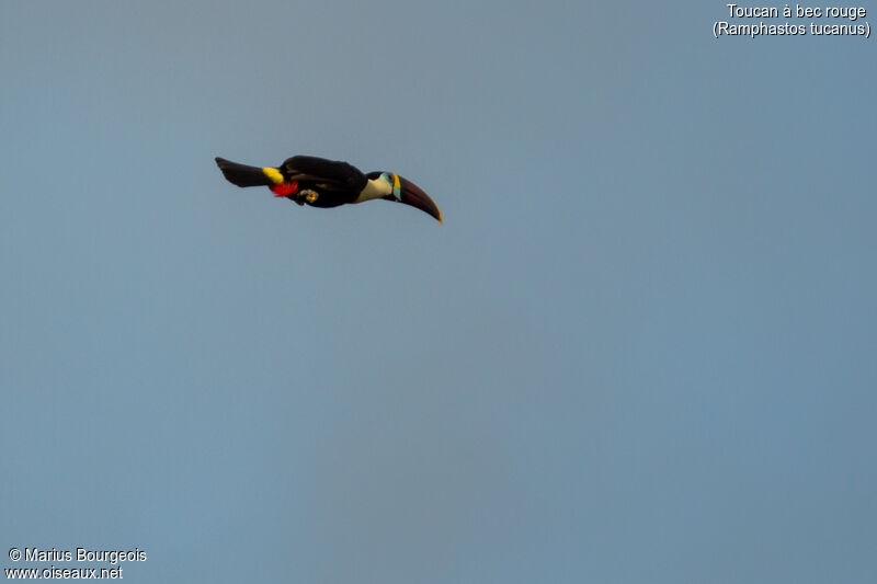 Toucan à bec rouge