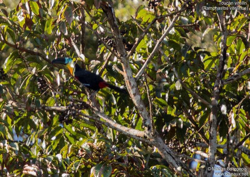 Channel-billed Toucan