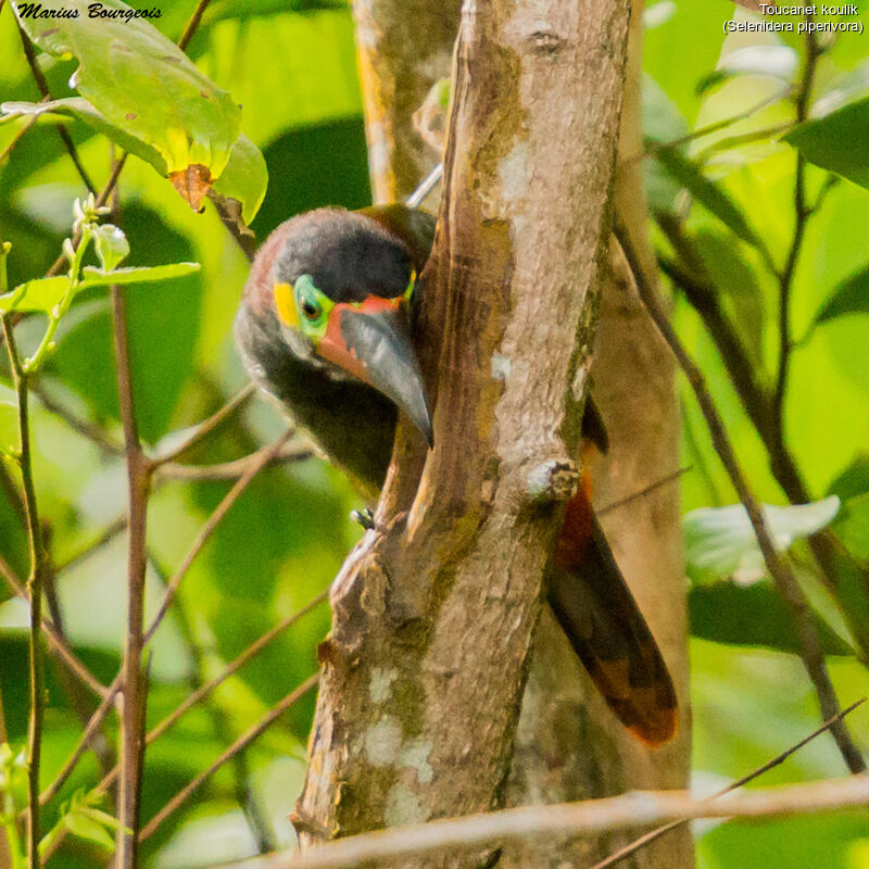 Guianan Toucanet female adult