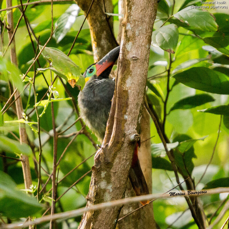 Toucanet koulik femelle adulte