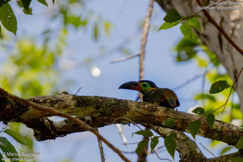 Guianan Toucanet