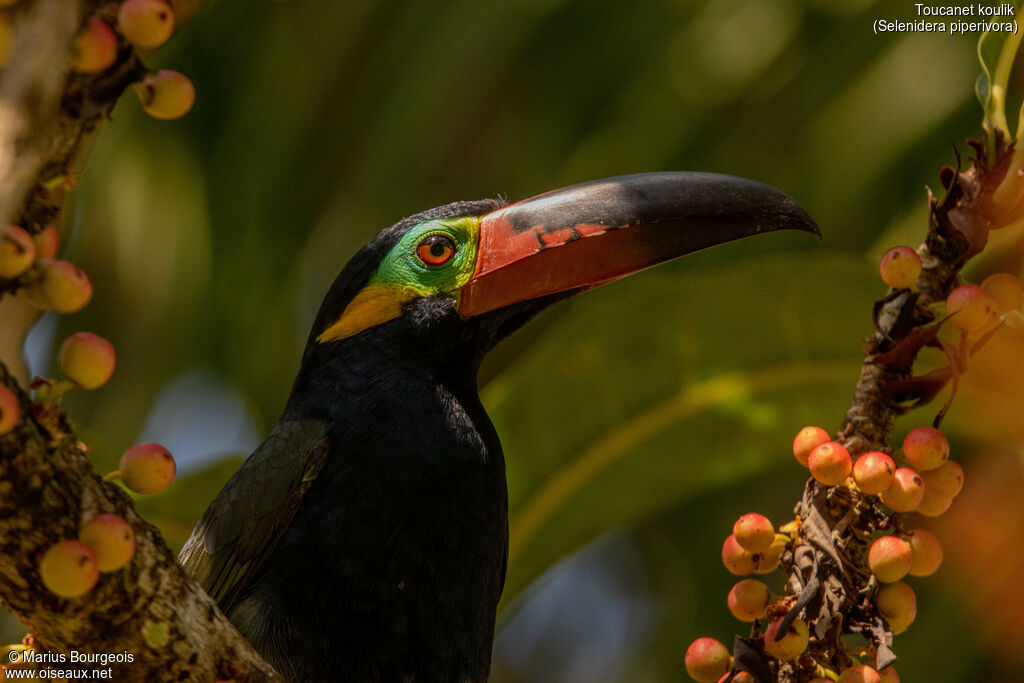 Toucanet koulik