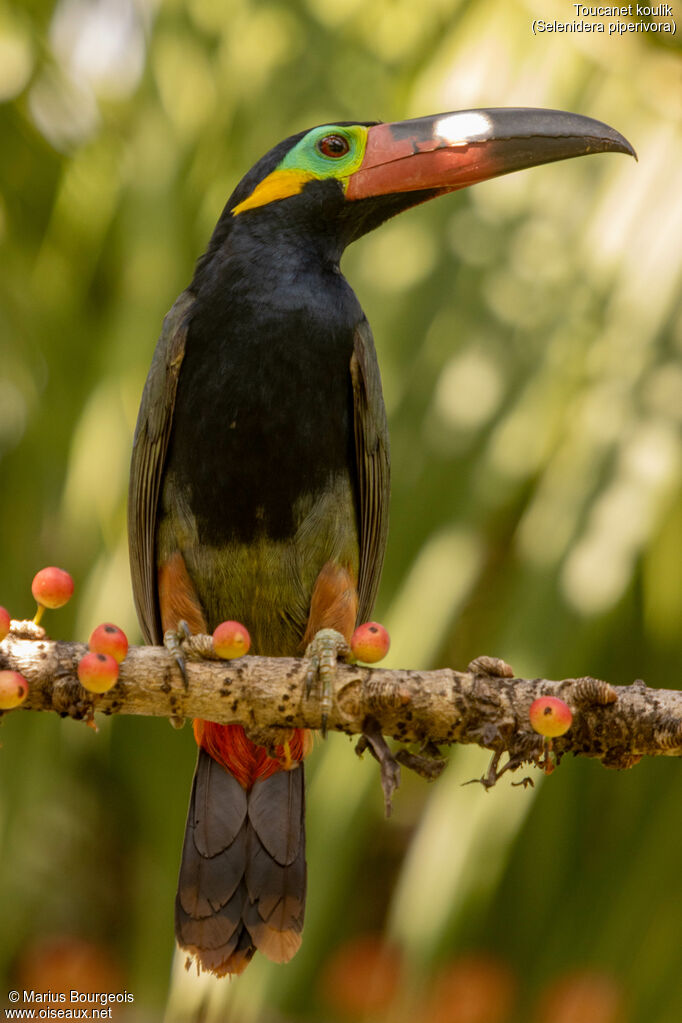 Toucanet koulik