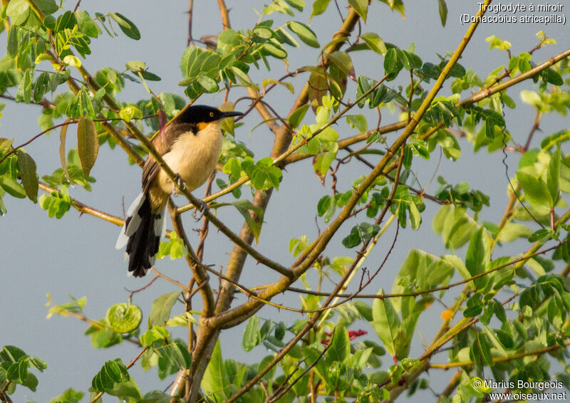 Black-capped Donacobius