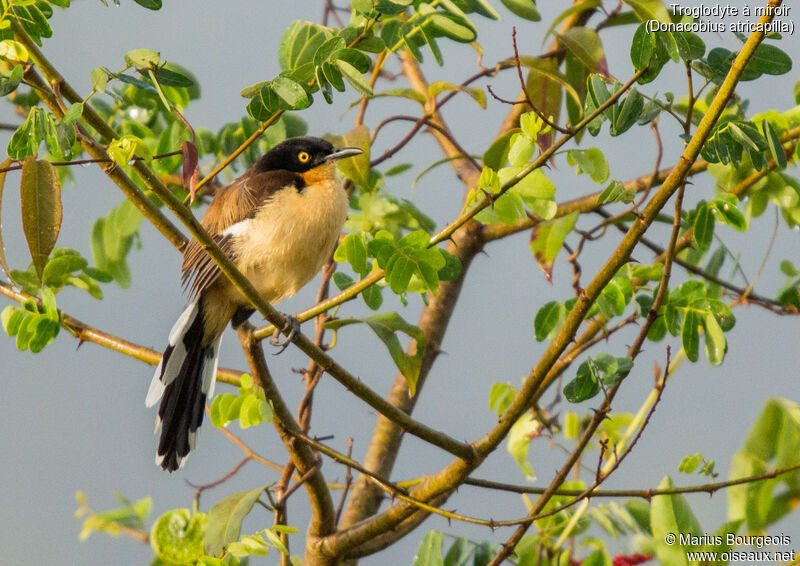 Black-capped Donacobius