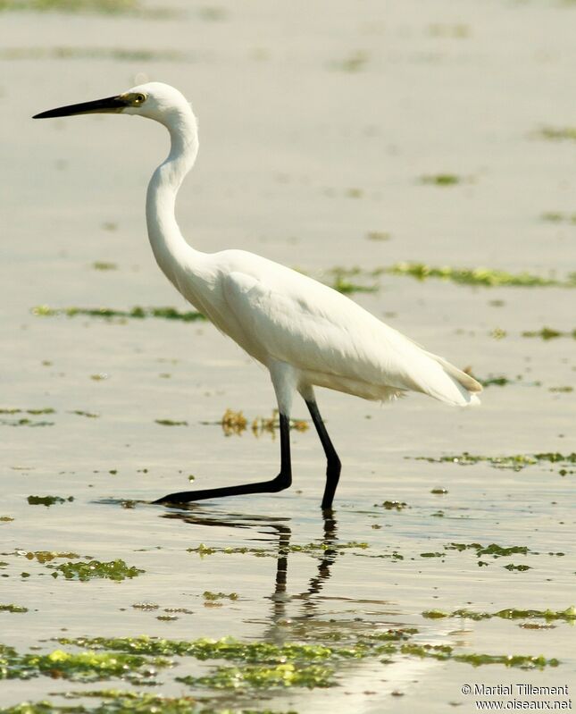 Aigrette garzette