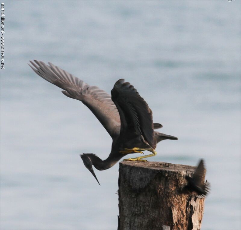 Pacific Reef Heron