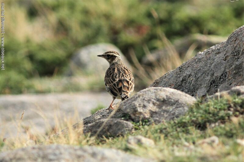 Woodlark