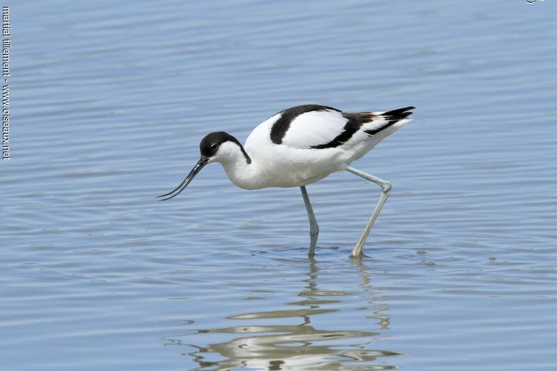 Pied Avocet