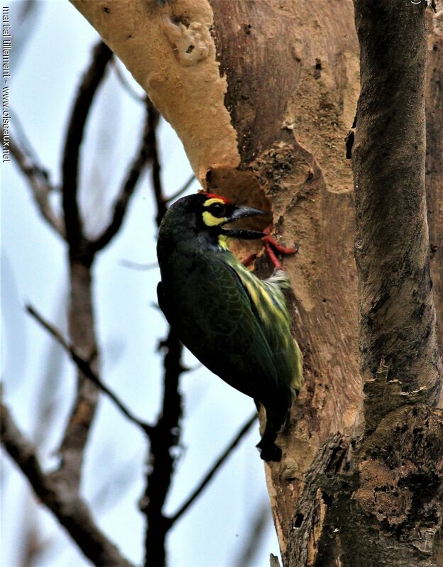 Coppersmith Barbet