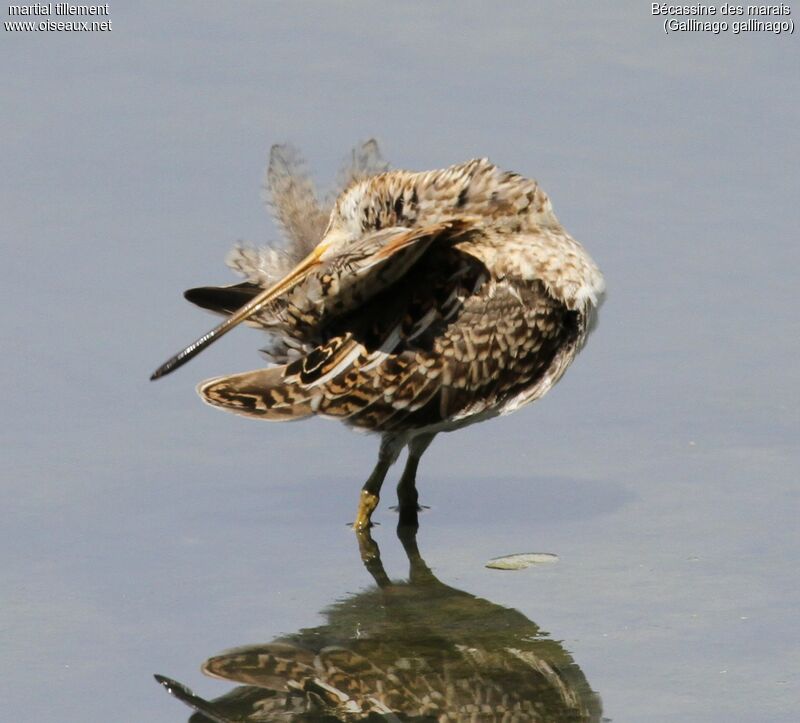 Common Snipe