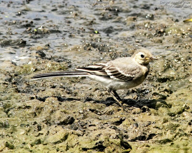 White Wagtailjuvenile