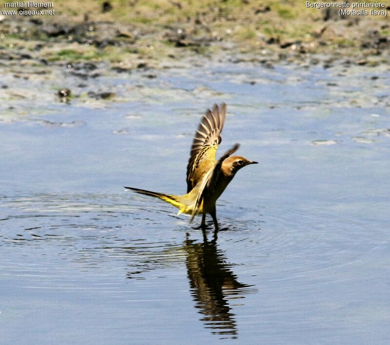 Western Yellow Wagtail