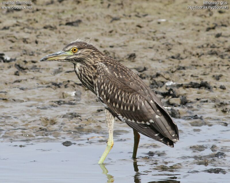 Black-crowned Night Heronjuvenile