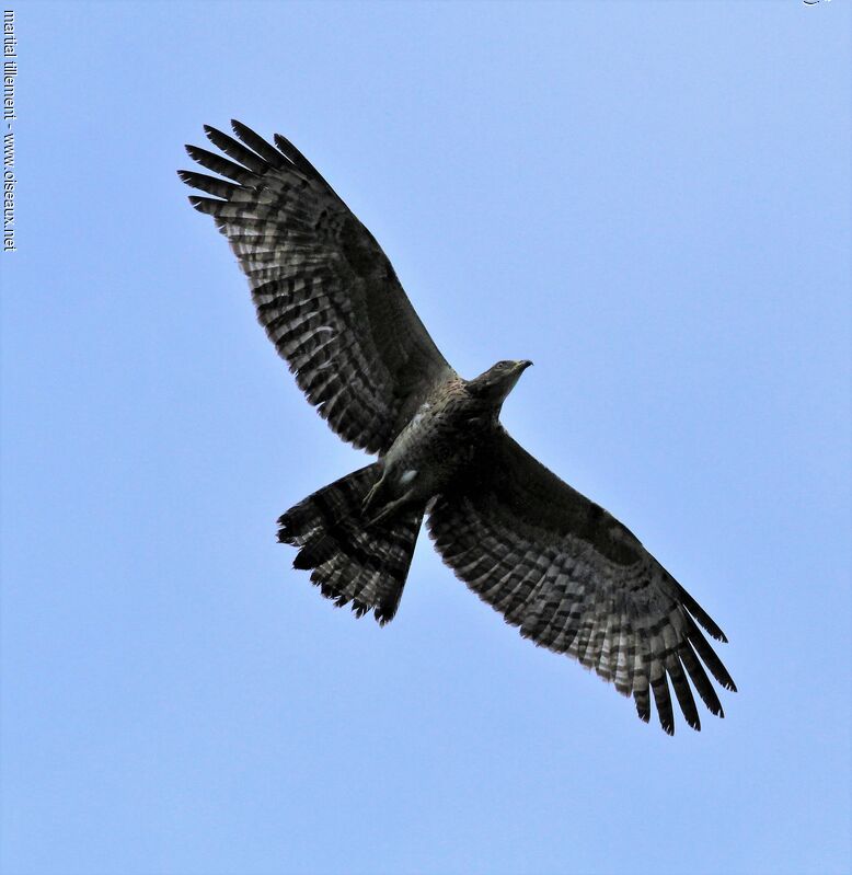 Crested Honey Buzzard