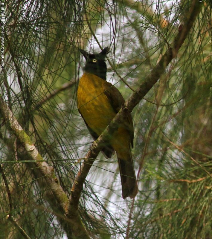 Black-crested Bulbul