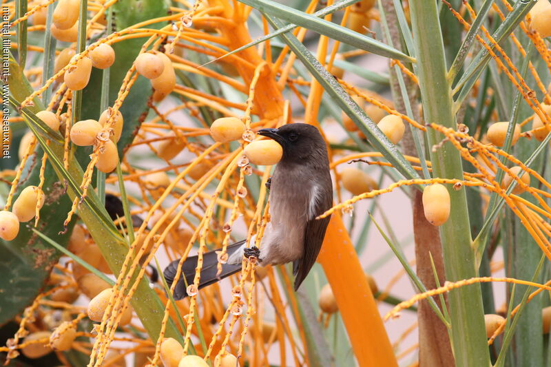 Common Bulbul