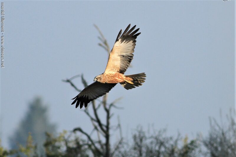 Western Marsh Harrier male adult