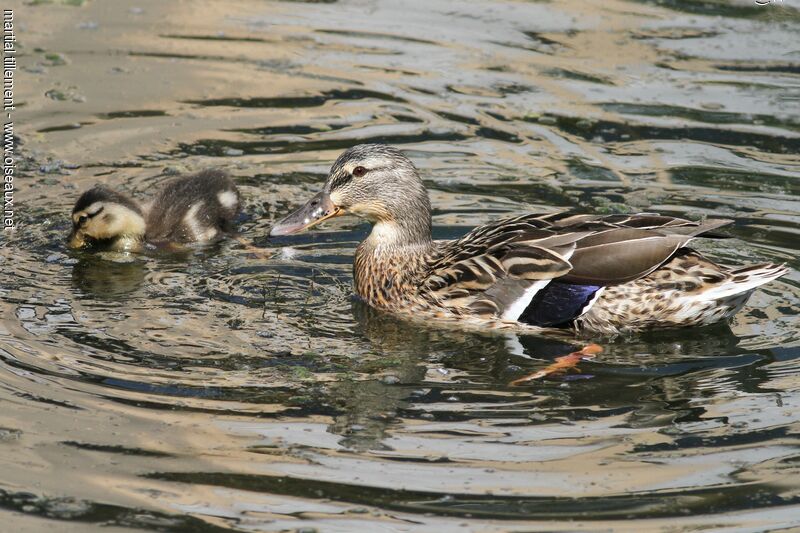 Canard colvert femelle Poussin