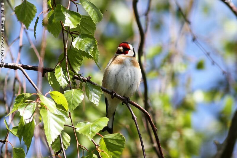 European Goldfinch male