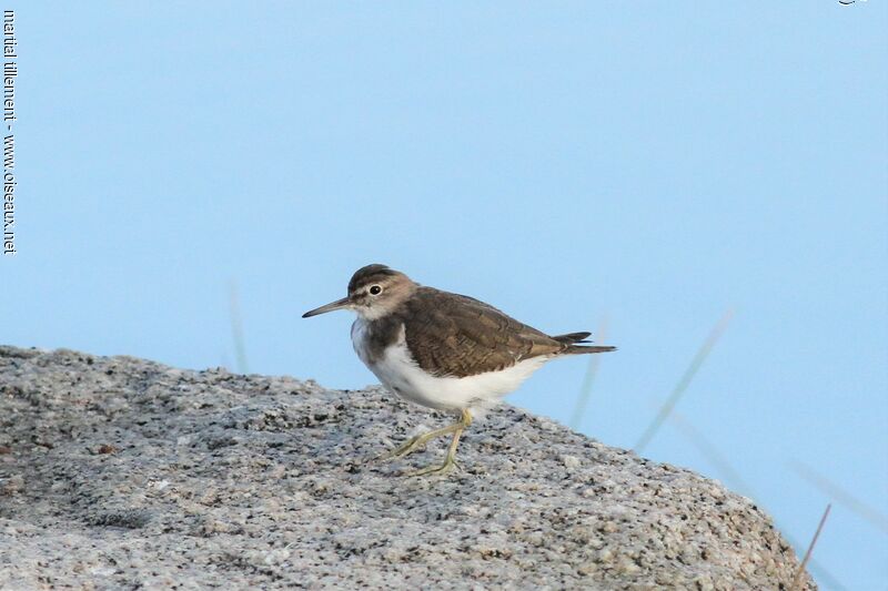 Common Sandpiper