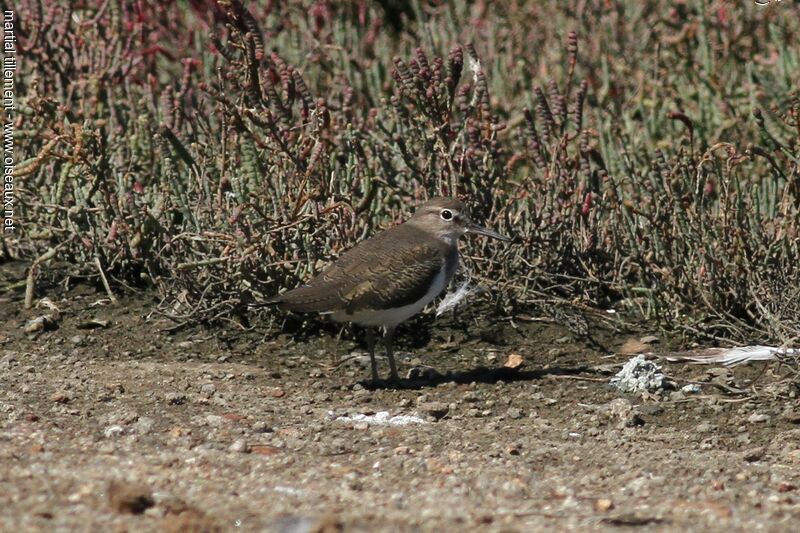 Common Sandpiper