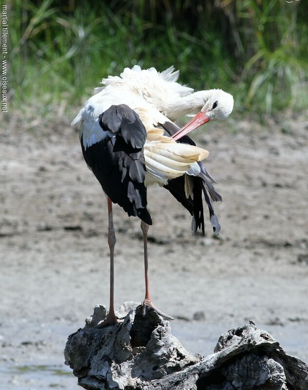 White Storkadult, care