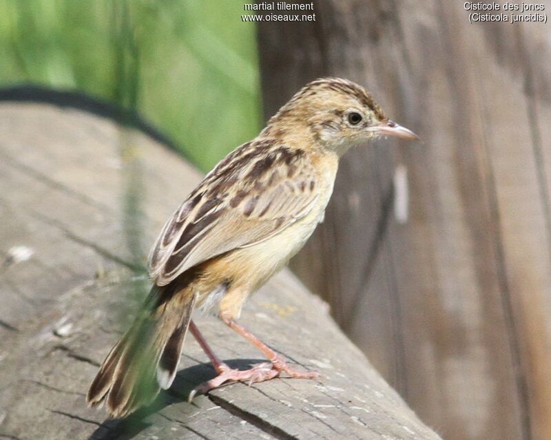 Zitting Cisticola