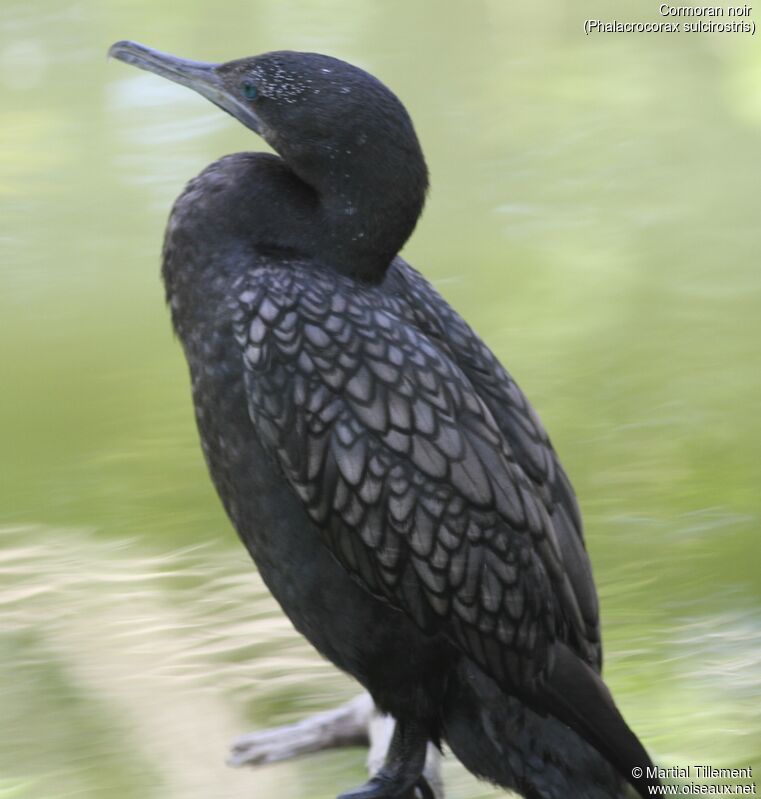 Little Black Cormorant