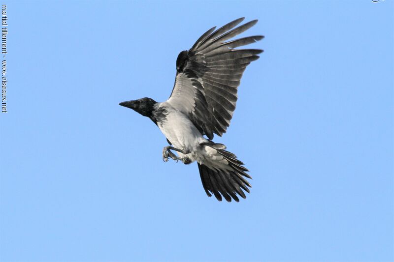 Hooded Crow