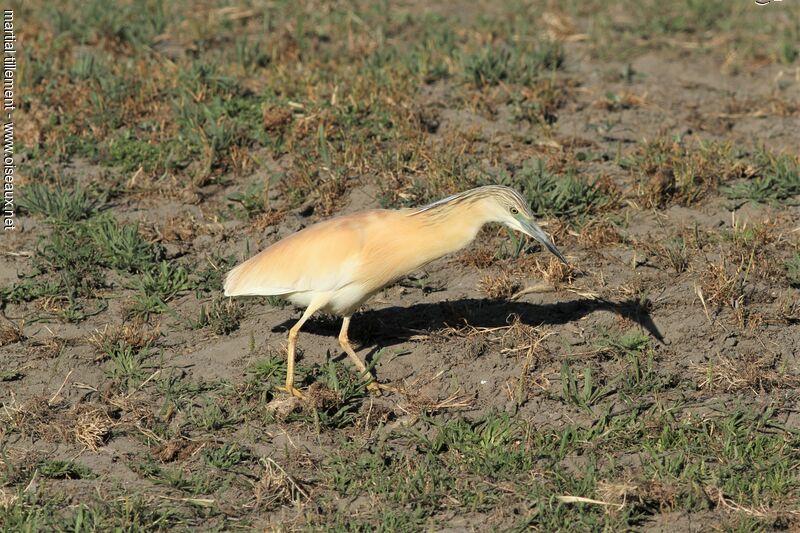 Squacco Heronadult breeding