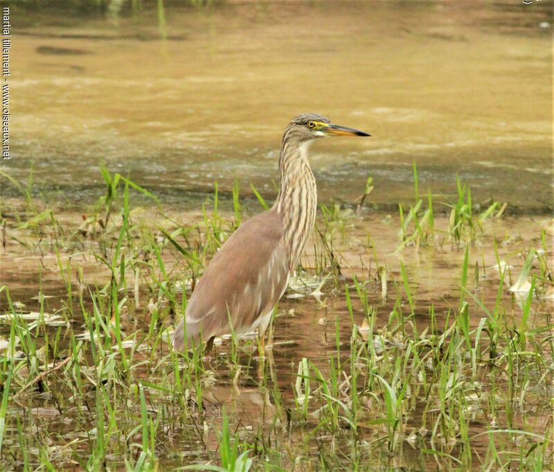 Chinese Pond Heron