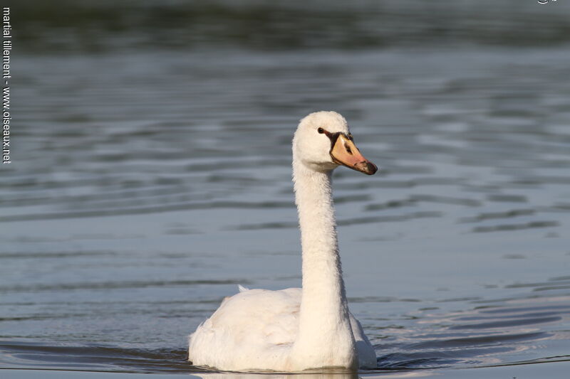 Cygne tuberculéimmature