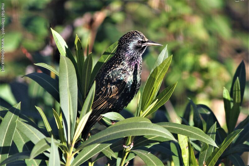 Common Starling