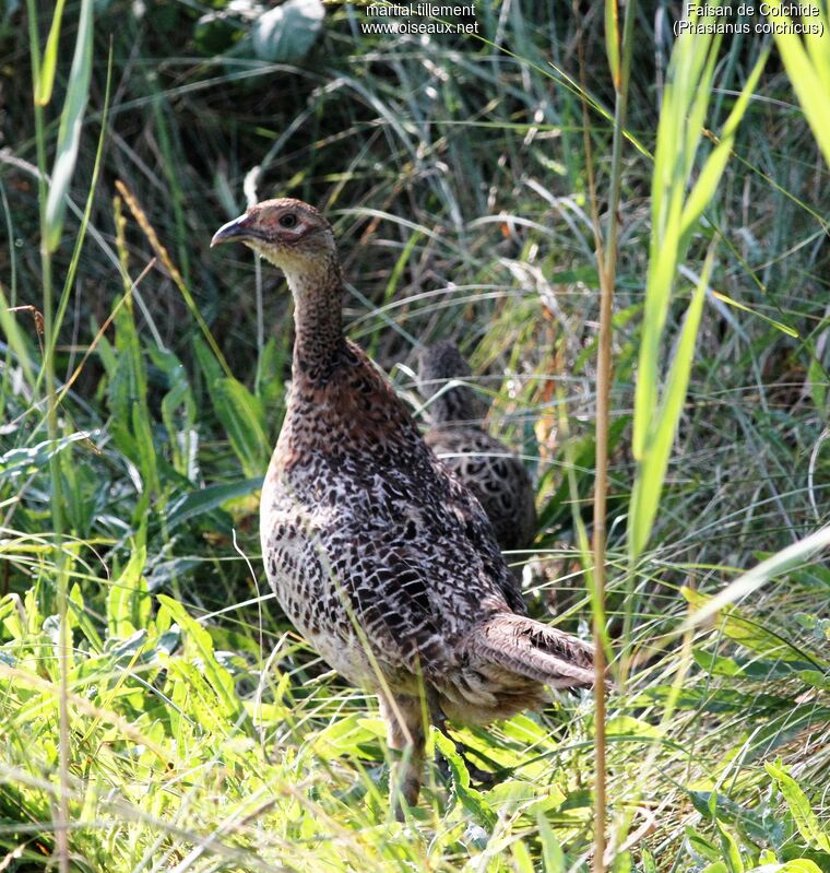 Faisan de Colchide femelle immature