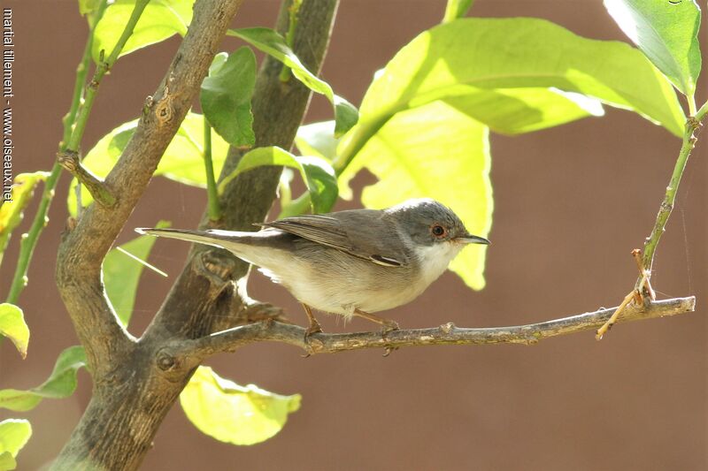 Sardinian Warbler female