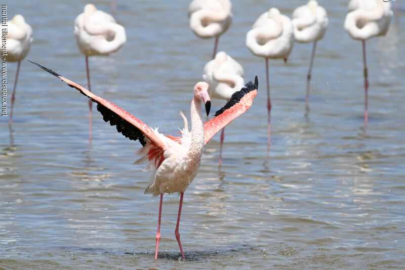 Flamant rose